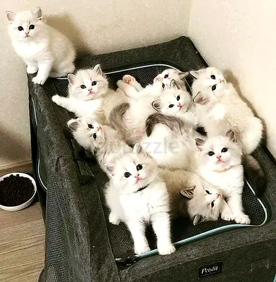 Ragdoll kittens