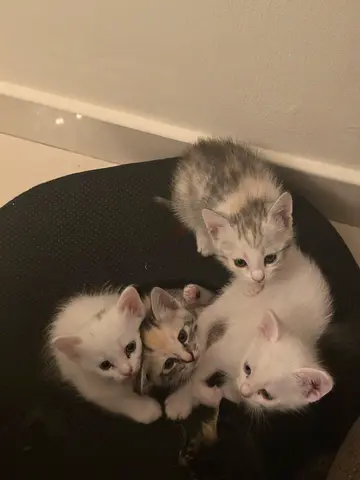 Cute kittens for free adoption