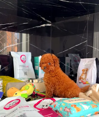 Poodle puppies