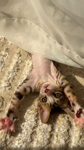 Free Kitten Adoption – قط للتبني