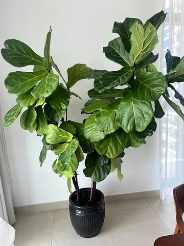 Large Healthy Fiddle Leaf Fig (Ficus lyrata) in Pot - Indoor Plant. 2 plants