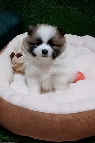 Pomeranian puppys