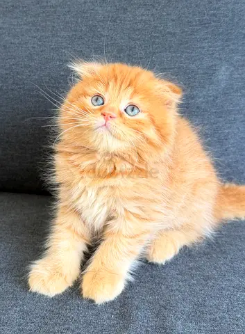 Adorable Persian Female Kitten with blue eyes