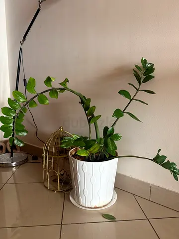 Zamioculcas Plant for sale