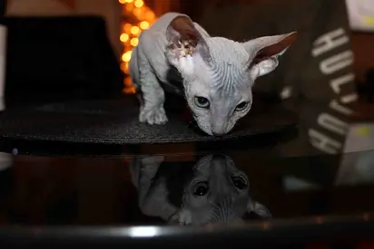 Sphynx Kittens
