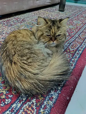 Adorable persian cat up for free adoption