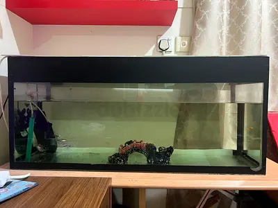 Rectangular glass aquarium with black frame