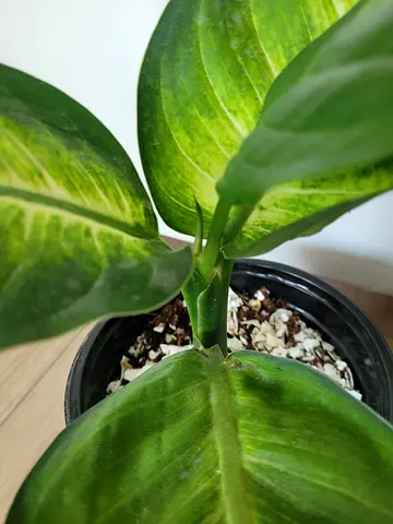 Dieffenbachia - Indoor Plant