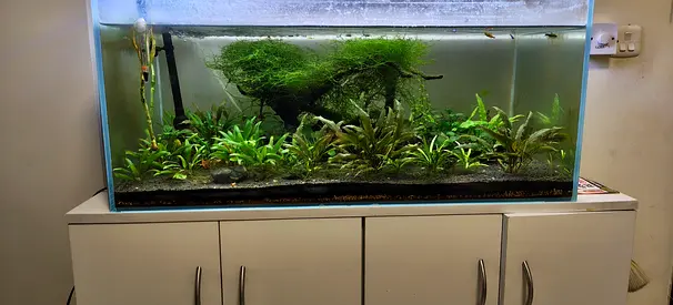 100cm X 45cm planted freshwater aquarium with java moss. Drift wood ,filter and light