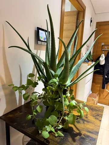 Plants