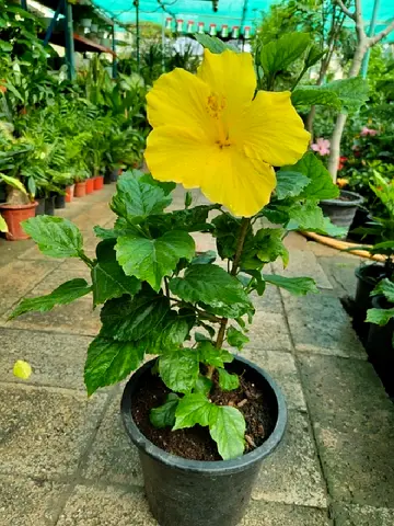 plants for sale