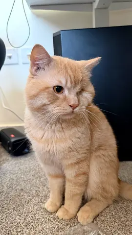 Friendly orange British Shorthair tabby cat for adaptation (FREE)