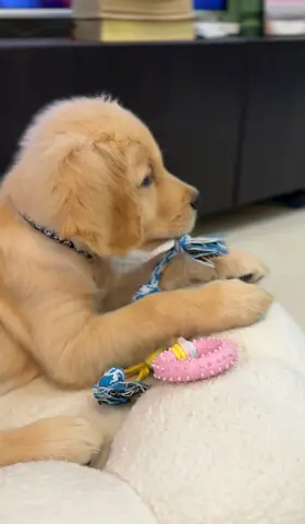Golden Retriever Puppy