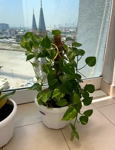 Golden Pothos   Monstera in white pot with moss pole,Snake Plant, Areca Palm and Peace Lily indoor