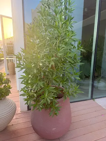 Natural Plants Indoor  Outdoor with pot