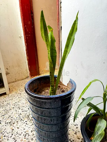 Snake Plant (Sansevieria) in Decorative Blue Ceramic Pot