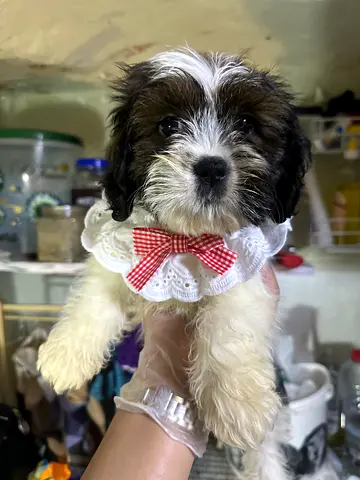 Small mixed-breed puppy, 2–3 months, friendly and playful
