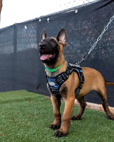 Belgian Malinois Trained Security puppies