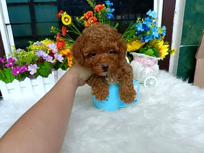 Poodle puppies here