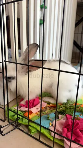 Bunny for Adoption