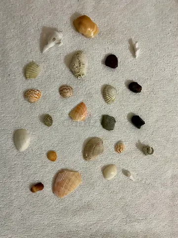 Small mixed seashell find collection
