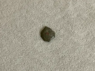 Small fossilized sea urchin (likely echinoid) - single specimen