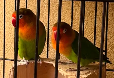 Fischer love birds