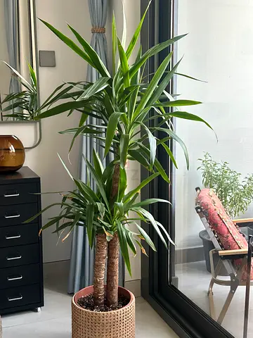 🌿 Large Mature Yucca Plant with Premium Decorative Pot