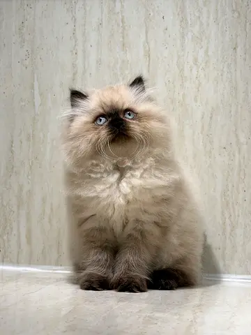 Breed Ragdoll