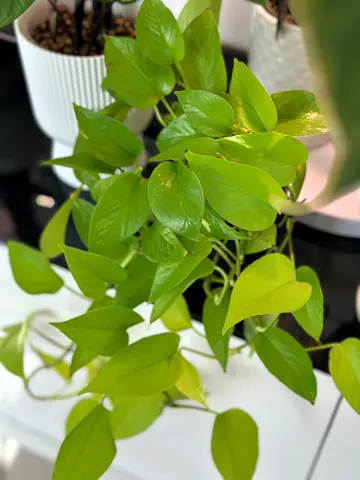 Healthy Neon Pothos (Epipremnum) - Indoor Hanging Plant