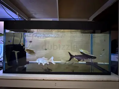 Aquarium