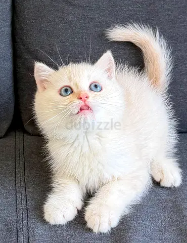Adorable Pure British Shorthair Chinchilla Kittens