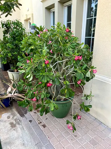 Desert rose