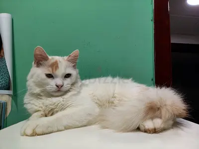 Two adorable Persian kittens for adoption