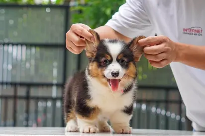Pembroke Welsh Corgi Puppies