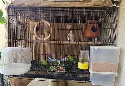 6 Birds  Large bird cage with feeders, waterers and accessories - ready to move