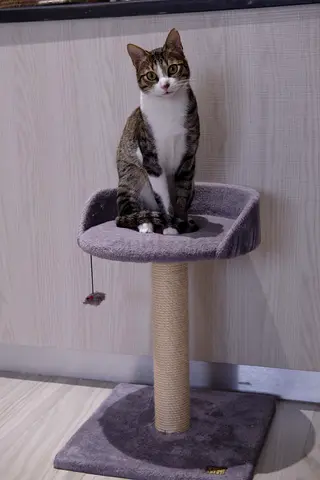 Cat tree good condition