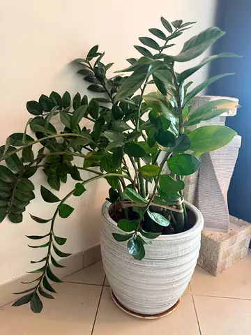 Zamioculcas Plant for sale