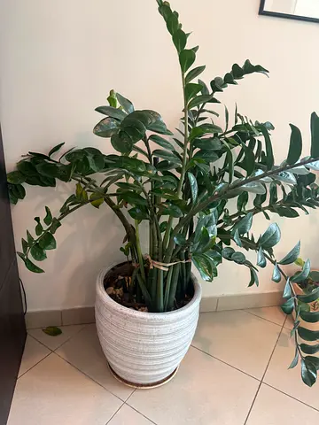 Zamioculcas Plant for sale