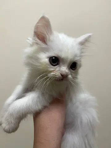 White male kitten — friendly, 3 months old and litter trained
