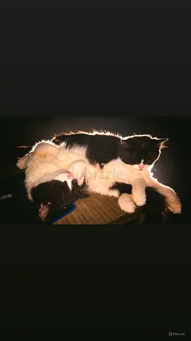 2 Female Kittens for Rehoming | Vaccinated | Ajman | Small Adoption Fee