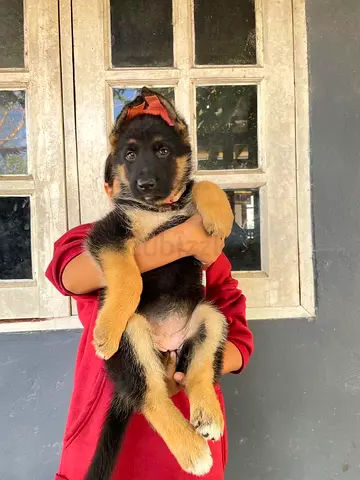 Big Bone Trained G. Shepherd Puppies