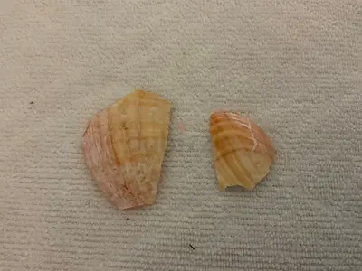 Pair of Small Seashell Fragments for Collecting