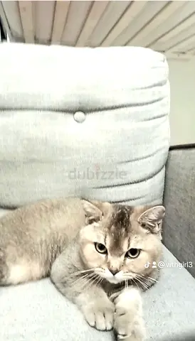 Cats for free adoption