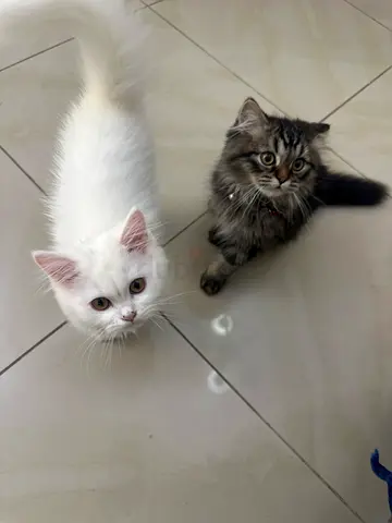 2 months kitten available
