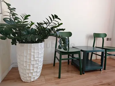 ZZ plants with big pot