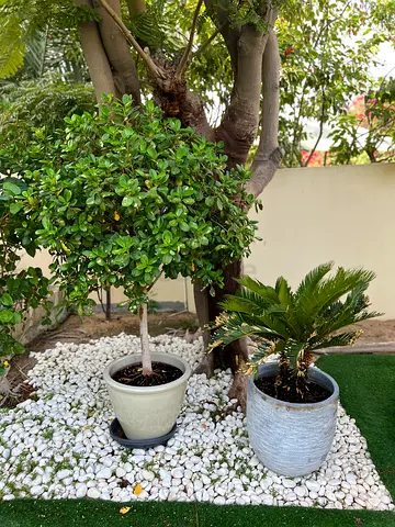 Outdoor ficus and palm tree