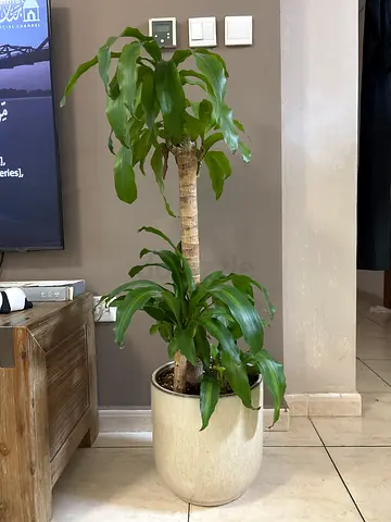 Plant in Ceramic Pot in healthy condition
