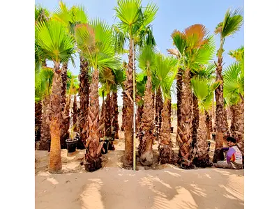 Tired of waiting 10 years for shade? 
We install mature Washingtonia palms this week.
