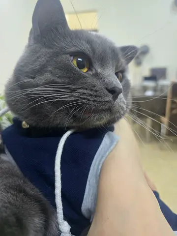 British short-haired mixed  gray cat available for Free adoption